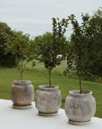 Balero Botones